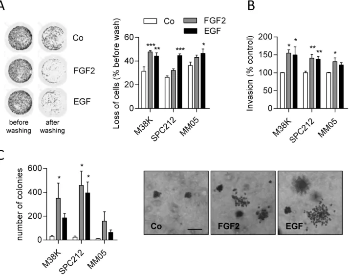Figure 2.  FGF2 and EGF decrease adhesion and increase invasion and anchorage-independent growth