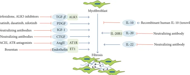 Figure 2: Potential therapeutic targets of fibrosis. ACEI: angiotensin-converting enzyme inhibitors; ALK5: activin-linked kinase 5; Ang II: