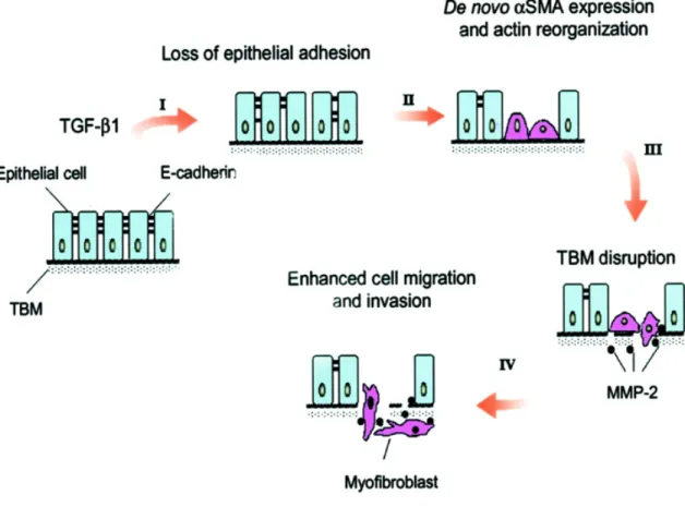 1. ábra: Az EMT folyamatának négy kulcslépése sematikusan. (Yang és Liu 2001)  1.7  Az α -SMA expresszió szabályozása az EMT során  