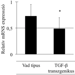 10. ábra: SCAI mRNS expressziója 14 nap életkorú normál egérből származó vesében  és  14  nap  életkorú  TGF-β1  transzgenikus  egér  vesében