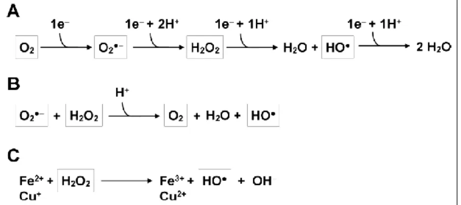 Figure  5.  Production  of  ROS.  (A)  The  stepwise  transfer  of  electrons  to  O 2   leading  to  the  generation  of  superoxide  anion  (O 2 •−