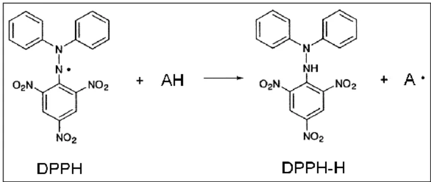 Figure  6.  Reaction  scheme  for  scavenging  the  DPPH  radical  by  an  antioxidant  (AH)  through  hydrogen atom transfer