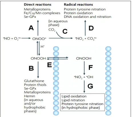 Figure  8.  Biochemical  reaction  pathways  of  peroxynitrite.  Peroxynitrite  anion  (ONOO – )  is  in  equilibrium  with  peroxynitrous  acid  (ONOOH;  pK a =6.8)  and  either  one  can  undergo  direct  reactions  with  biomolecules  as  indicated  (A 