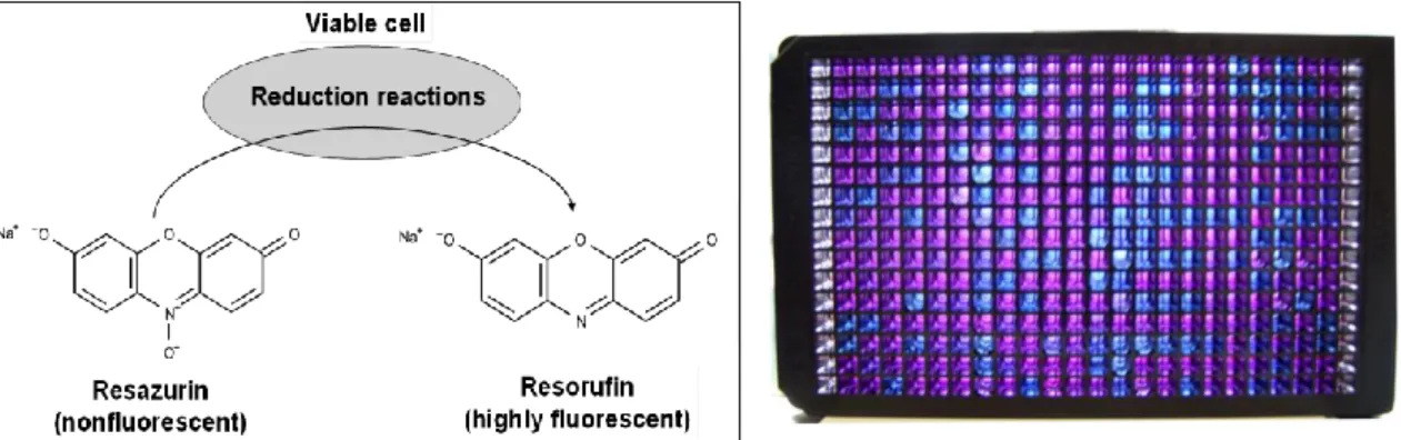 Figure 18. Principle of the cytotoxicity assay [156], and a representative profile of a 384-well  screening plate