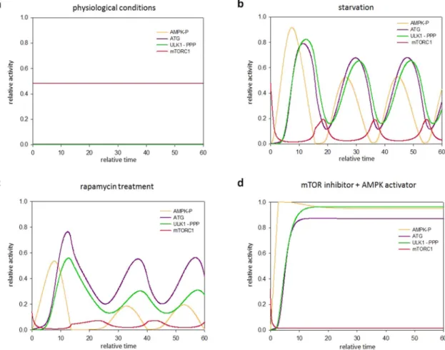 Figure 7.  The multi-phoshporylation of ULK1 results in an oscillatory characteristic both in starvation and  rapamycin treatment