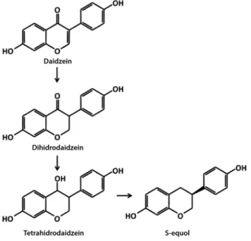 2. ábra A daidzein metabolizmusának lépései [20]