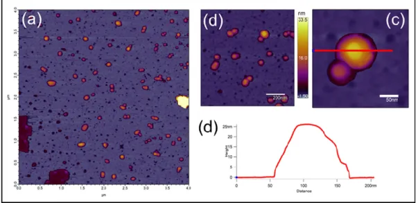 Figure 1. (a) Height-contrast AFM image of PBNPs on the mica surface (scale bar = 4 µm × 4 µm)