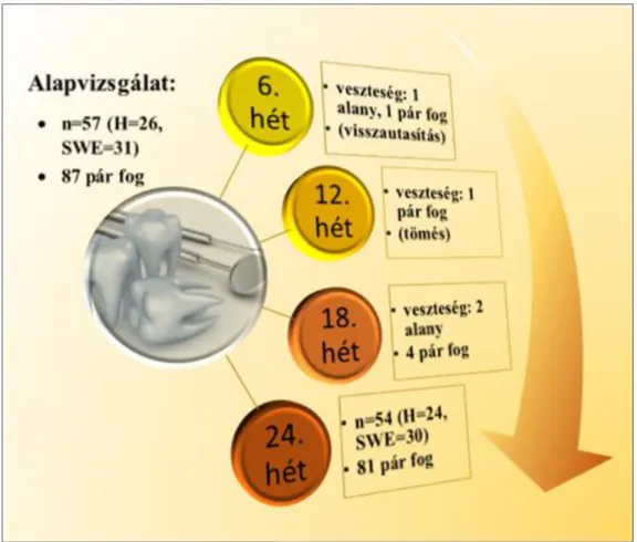 6. ábra: A résztvevők, illetve a vizsgálatba bevont fogpárok számának változása a  vizsgálat ideje alatt [181]: Összesen 87 homológ pár első és második maradó moláris  fogat vontunk be a vizsgálatba