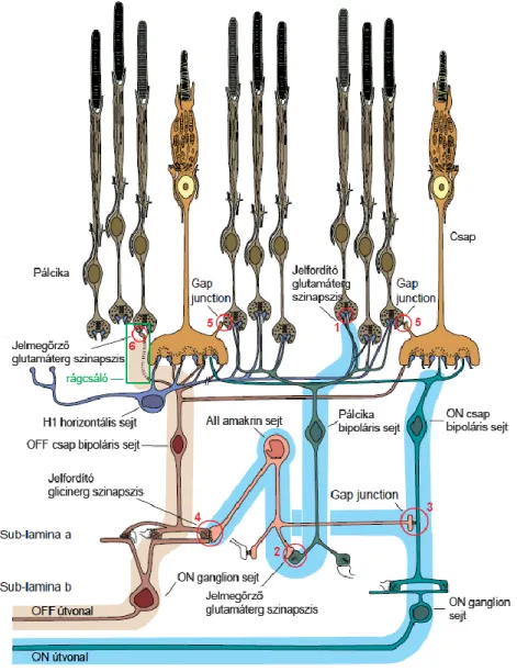 3. ábra A pálcika és csap jelátviteli hálózat emlős retinában. 1: pálcika sejt glutamáterg  szinapszisa pálcika bipoláris sejttel