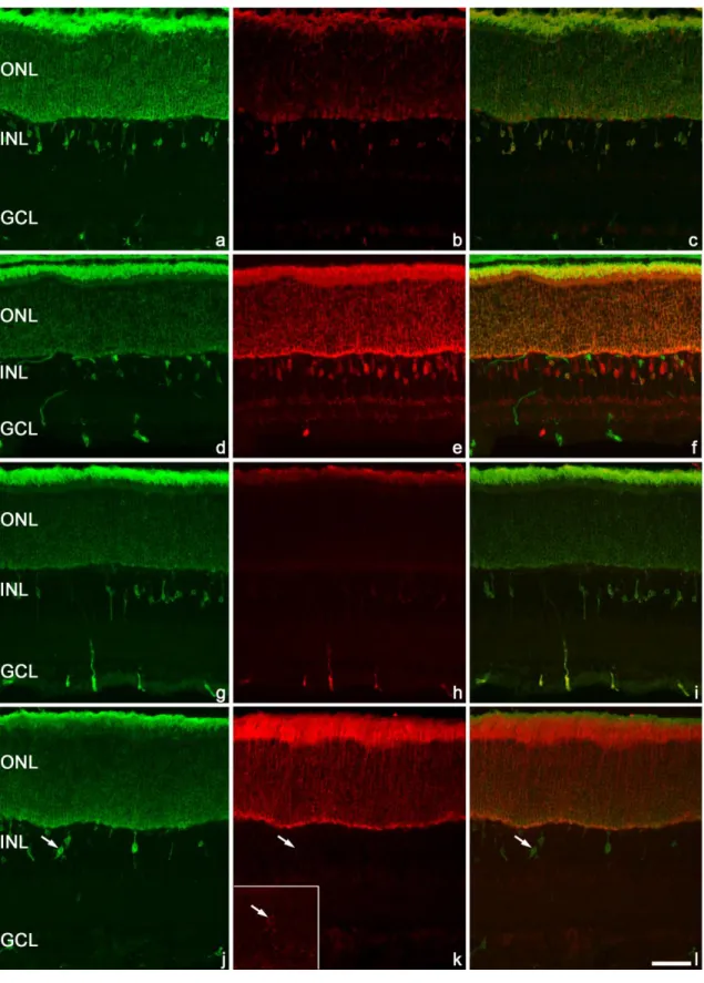 12. ábra Fototranszdukciós kaszkád elemek az MRC-kben (ektópikus rodopszin pozitív  sejt) P14 életkorban