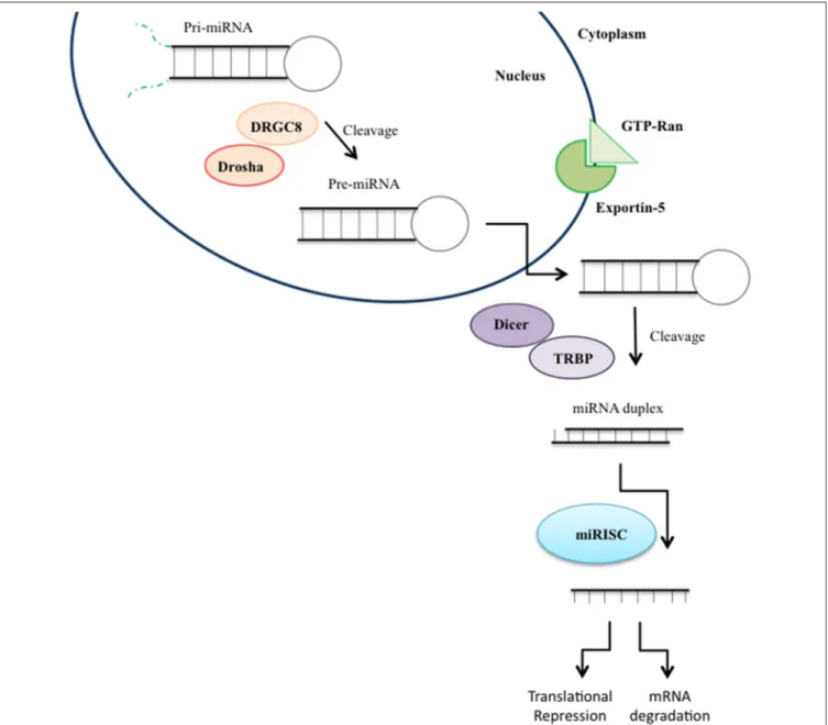 FIGURE 3 | miRNA biogenesis. MicroRNA (miRNA) genes are transcribed as primary miRNAs (pri-miRNAs) by RNA polymerase II (Pol II) in the nucleus