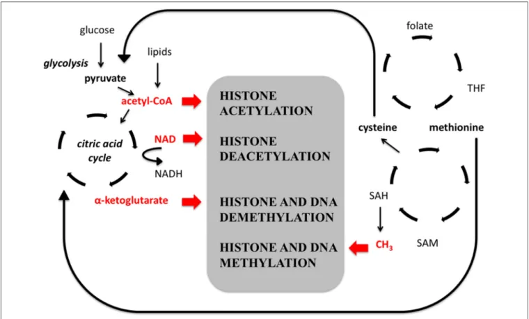 FIGURE 2 | The relationship between epigenetic modifications and intermediary metabolism