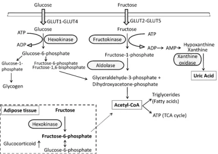 Figure 1. Intracellular metabolism of fructose and glucose. The intracellular metabolism of fructose  differs from that of glucose primarily due to its different transporters and initial enzymatic steps