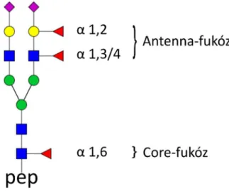 2. ábra   A fukóz szubsztituens lehetséges pozíciói a cukor-oldalláncon 