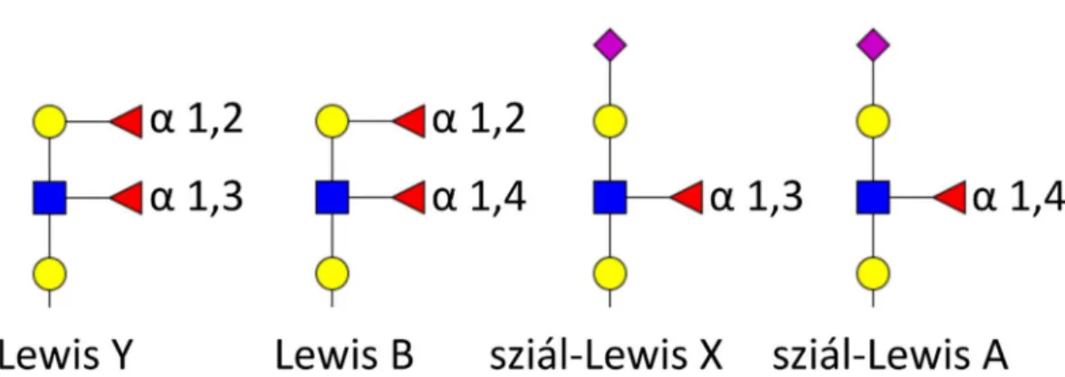 3. ábra   A Lewis antigén-család néhány jellegzetes szerkezete 