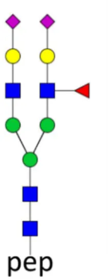 9. ábra   Az antenna-fukoziláció vizsgálatához használt, AGP-eredetű NEEYNK- NEEYNK-N4H5S2F1 glikopeptid 