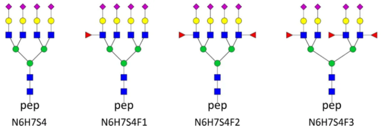 12. ábra   Az AGP N 103 -as glikozilációs helyén található tetraantennás glikoformok  szerkezete 