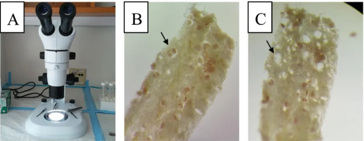 Figure 2. Microdissection of human kidney samples stabilized in RNAlater 