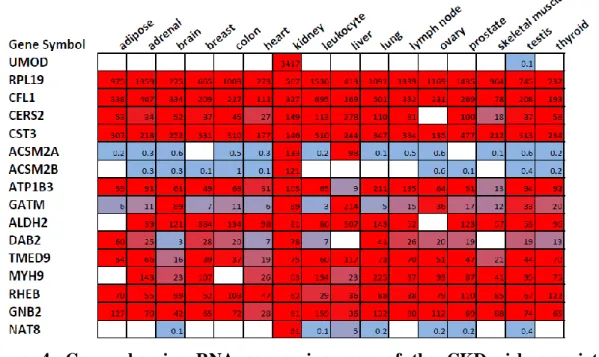 Figure  4.  Comprehensive  RNA  sequencing  map  of  the  CKD  risk  associated  transcripts in 16 different human tissues 