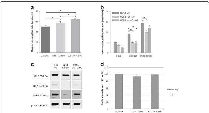 Fig. 2 IDH1 mutation (IDH1m) and the elevated 2-HG level related metabolic alterations in U251 glioma cells (oxygen consumption and metabolic enzyme expression differences)