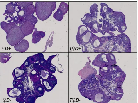 Fig 2. Ovarian histology. Representative images of ovaries stained with hematoxylin and eosin