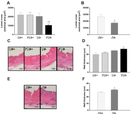 Fig 3. Cerebral artery geometry. (A) The combined effect of VDD and hyperandrogenism significantly decreased the lumen cross sectional area of female rats ( � p = 0.027 vs