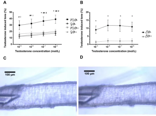 Fig 4. Testosterone-induced acute vascular responses. (A) Acute testosterone application resulted in increased vasoconstriction in the ACA of female rats subjected to combined VDD and hyperandrogenism (T♀D-) ( � p = 0.015 and 0.016 vs