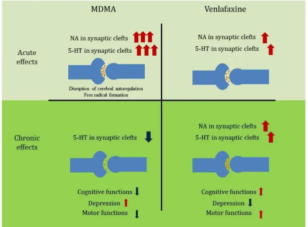 Figure 1 The acute and chronic consequences of MDMA and venlafaxine administration in the serotonin  and  noradrenaline  content  of  synaptic  clefts  and  the  possible  subsequent  functional  alterations
