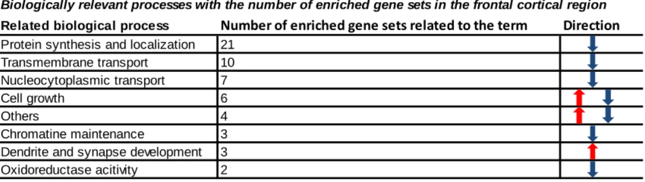Table  4  Biologically  relevant  processes  according  to  the  gene  set  enrichment  analysis  and  individual  considerations in MDMA treated animals