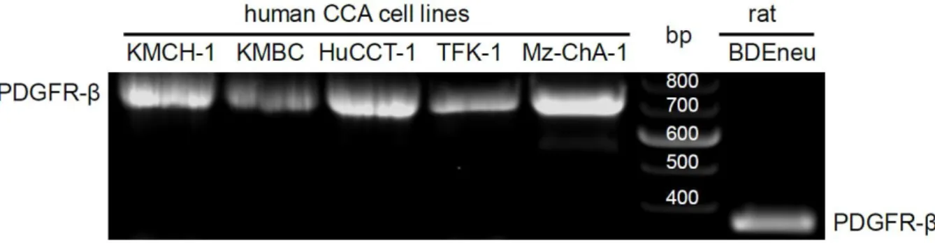 Figure 6.   PDGFR-β expression in 6 CCA cell lines.  mRNA expression levels of PDGFR-β was assessed by  qualitative RT-PCR analysis in the 5 human CCA cell lines KMCH-1, KMBC, HuCCT-1, TFK-1, and MzChA-1  (left of the 100bp-DNA ladder) as  well as in the E