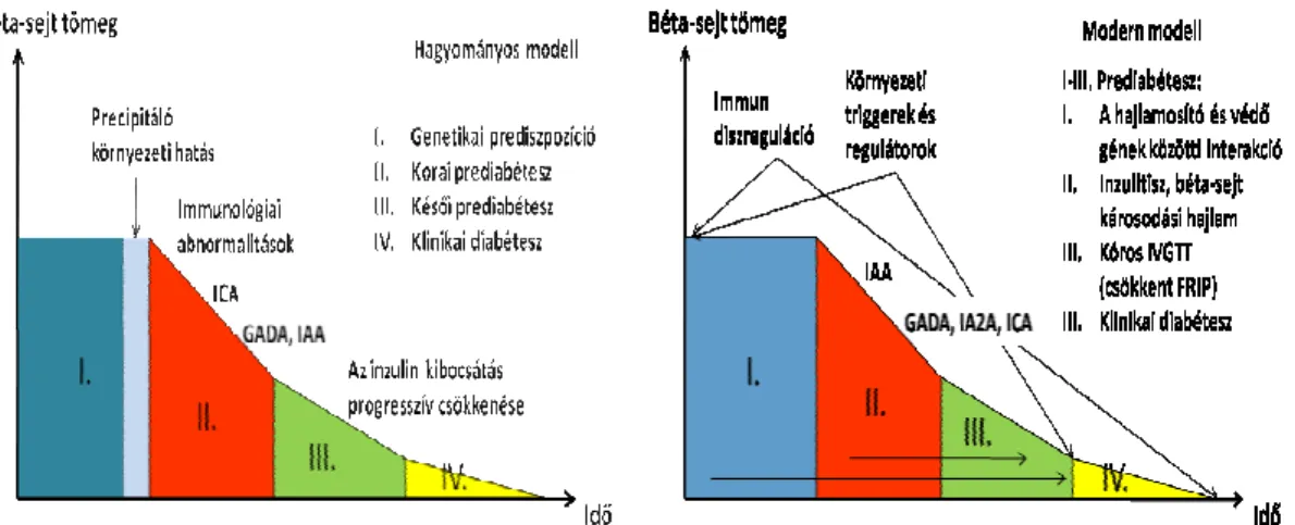2. ábra: Az 1-es típusú diabétesz patomechanizmusának hagyományos és modern modellje 