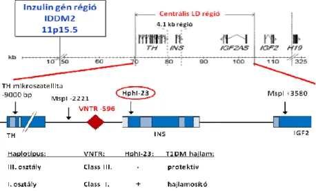 11. ábra: Az inzulin génrégió és az 1-es típusú diabétesz hajlam 