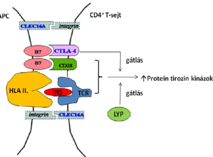 14. ábra: Az 1-es típusú diabéteszre hajlamosító gének szerepe az autoreaktív CD4 +  T- T-limfociták aktivációjában (APC: antigén prezentáló sejt, TCR: T-sejt receptor) 