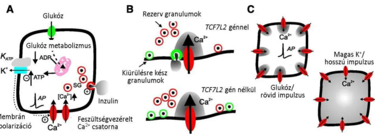 15. ábra: A TCF7L2 gén szerepe a β-sejtek inzulinszekréciójában 