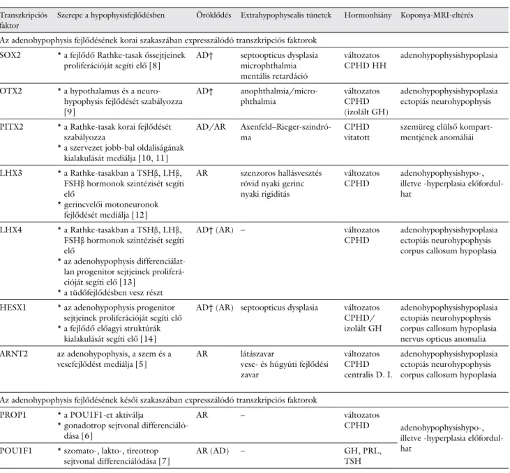 1. táblázat Az adenohypophysis fejlődését szabályozó, kombinált hypophysishormon-hiányt okozó legfontosabb transzkripciós faktorok Transzkripciós
