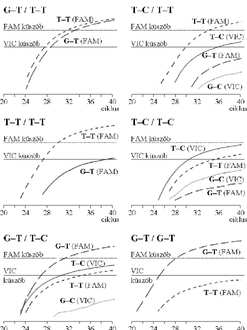 12. ábra.  Real-time  PCR  alapú  haplotipizálás.  Vonalak  típusai:  röviden  szaggatott:  T–T  (FAM),  hosszan  szaggatott:  G–T  (FAM),  folyamatos:  T–C  (VIC), szürke folyamatos: G–C (VIC)