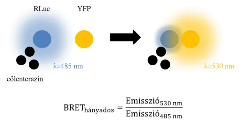 1. ábra - A biolumineszcencia rezonancia energiatranszfer (BRET) elve 