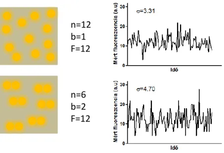 3. ábra - A fluoreszcencia fluktuációját mérő módszerek alkalmazása az oligomerizáció vizsgálatára    Egy adott mért területen (térfogatban) a fluoreszcencia intenzitás értéke (F) megegyezik az ott található  fluoreszcens molekulák számának (n) és fényessé