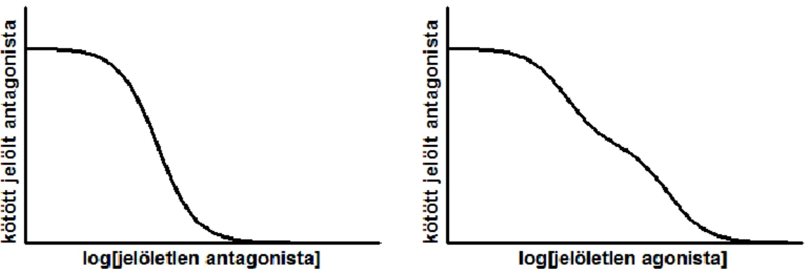 5. ábra – Kompetitív ligandkötési kísérletek negatív kooperatív agonista kötés esetén 