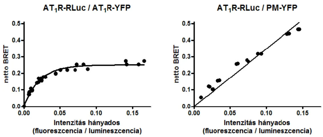 7. ábra – Az AT 1 R homodimerizációjának kimutatása kvantitatív BRET módszerrel 