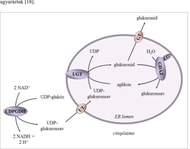 1. ábra: Az UDP-glukuronozil-transzferáz és a β-glukuronidáz működése 
