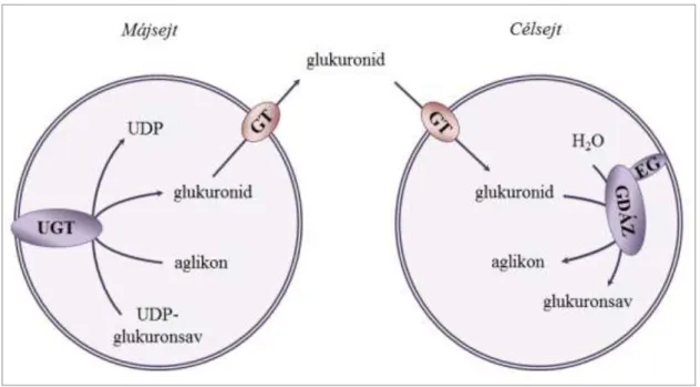 2. ábra: Glukuronidok prereceptoriális aktiválása 