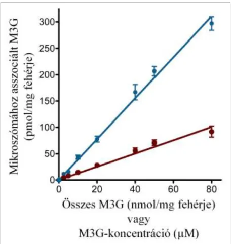 6. ábra: A mikroszómához asszociált és a minta teljes M3G-tartalma közötti összefüggés  egyensúlyi állapotban 