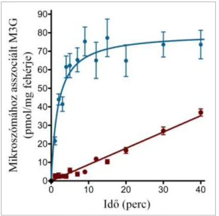 9. ábra: A vezikulumok M3G-tartalmának alakulása in situ glukuronidáció esetén  Intakt (kék) és permeabilizált (bordó) mikroszómát (1 mg/ml) 2 mM UDP-glukuronsav és  100 μM morfin jelenlétében inkubáltunk