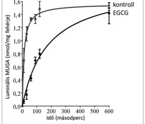 3. ábra: Az EGCG hatása a  mikroszómaglukuronidfelvételére 