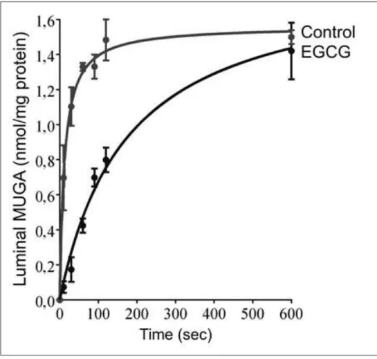 Figure 3: Effect of EGCG on  microsomal glucuronide 