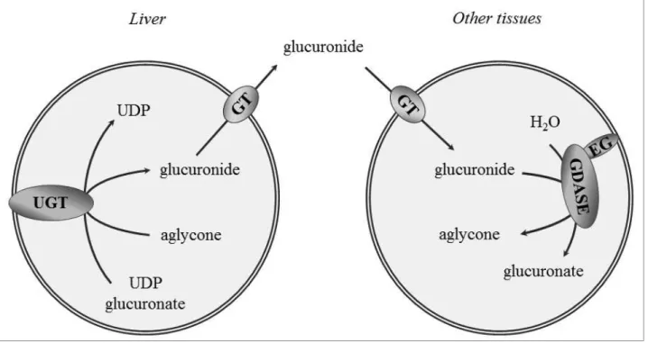 Figure 1. Glucuronidation and deglucuronidation  EG: egasyn, GDASE: β-glucuronidase, GT: 