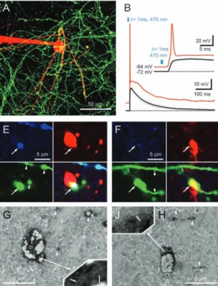 Fig. 2. RH fibers excite hippocampal INs via  5-HT-and/orVGluT3-containing synapses. (A) Two-photon image of an IN (red) and eGFP+ RH axons (green) at the border of sr/sl-m.