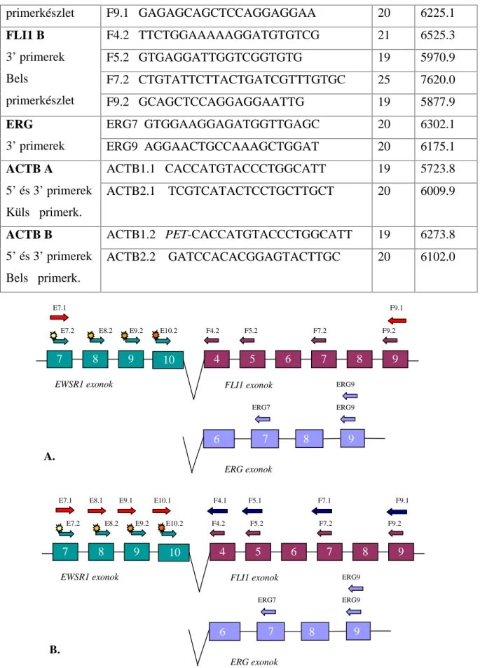 9. ábra Az EWSR1-FLI1 és EWSR1-ERG transzlokációkra tervezett primerek bekötődése ( A ) frissen fagyasztott és ( B ) paraffinba ágyazott minták vizsgálata során