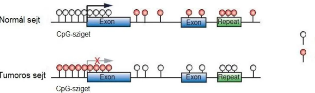 7. ábra: DNS metilációs mintázat normál és tumoros sejtekben 